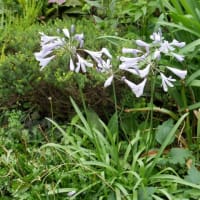 涼し気な6月下旬の宿根草
