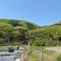 ミヤコ蝶々