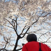 １日.五ヶ瀬から阿蘇へと桜を見て回る