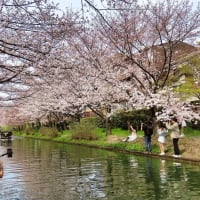 伏見　桜祭＆十石船