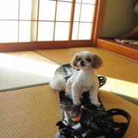 イヴちゃん「スノボ」デビュー・・・！？