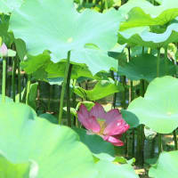 舎人公園、夏の花