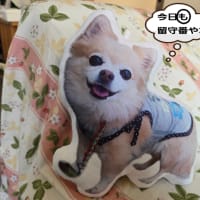 留守番してたチビ＆デカチワワです