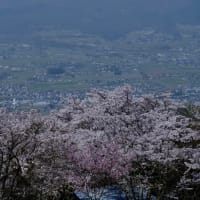 北アルプスの展望と満開の桜の長峰山へ