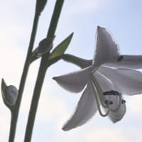 水無月二十日大安JULIEday前日。blog七千日目の朝に擬宝珠開花