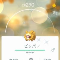 アローラガラガラの色違いを初ゲット ポケモンgo記録 アローラガラガラの色違いを初ゲット ポケモンgo記録