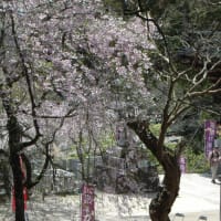 2024年4月14日（日）筑波山神社の風景　桜満開、花弁が舞っていた　　