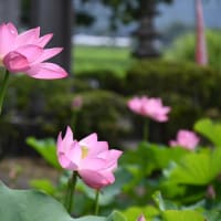 高平雲谷寺のハス