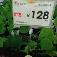 🥒🍅植えました