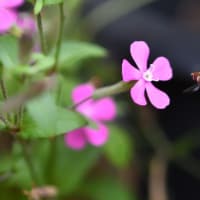 ホバリング大得意のホソヒラタアブ