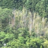 タケヤブカレタ