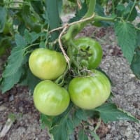 トマト播種して４ヶ月