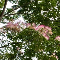 ６月２６日　あっちこっちで落ちてます