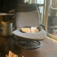 新しい家族