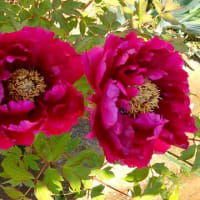 昔ながらの草花が恋しい