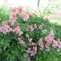 ７月の庭（4）「立葵」「アルストロメリア」が開花