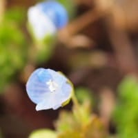 春彼岸の頃の花