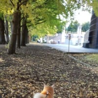 クリンへの想いは尽きなくて・・・261