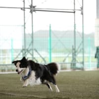 あたし　忘れられてる！2025.3.16 ドッグダンスコンペ
