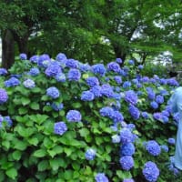 多摩川台公園あじさい園　　山一面に色々のあじさいが咲いています　　　1