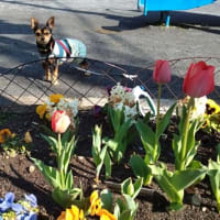 ター坊のお花見特集