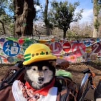 善福寺公園 防災デイキャンプに参加しました！