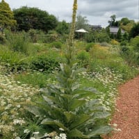 ◇◇◇　ローゼルの苗を植えて　♬