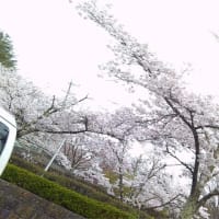桜咲く🌸誕生日会