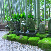 鎌倉散歩～若宮大路段葛・報国寺