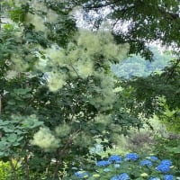 紫陽花　・   スモークツリー