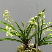フウランの花・高知産・翡翠