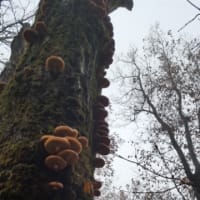 嘉例沢森林公園
