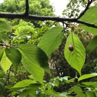 潮風マラソン