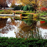 神代植物公園で水面に映る秋を見つける