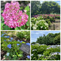 蜻蛉池公園の紫陽花