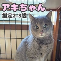 東京都多摩市より保護猫の里親募集中