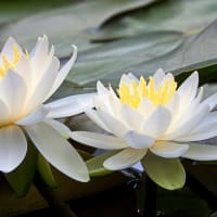 久々の投稿　今年も睡蓮が咲きました