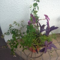 寄せ植え鉢-MSのまとめ：ミニスイセン、ムクゲ、ムラサキゴテン他