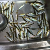 鯵釣り