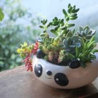 多肉植物