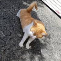 塩屋散歩