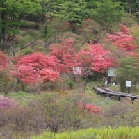 横根山～井戸湿原～象の鼻