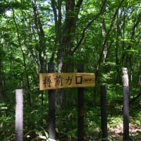 緑深い樽前ガロー