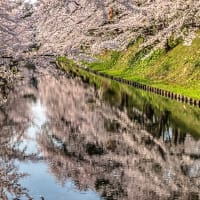 弘前城の桜見会　朝一番