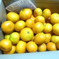 みかん🍊