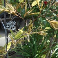少し変わった樹の花たち