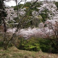 弘川寺の桜