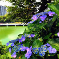 紫陽花と千鳥ヶ淵