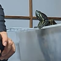 カメたち　16歳の誕生日
