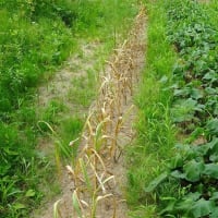家庭菜園 2025 （２） ニンニク 